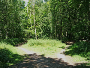 Fork in a path