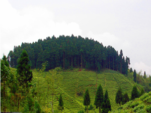 Forest on a hillside