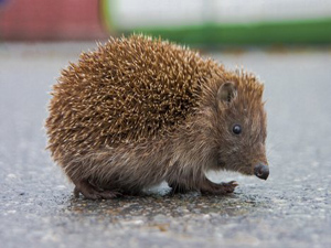 Hedgehog on a road